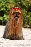 YORKSHIRE TERRIER 463